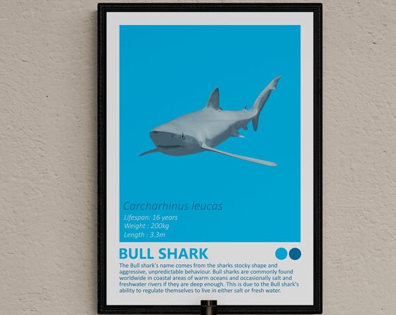Bull Shark Carcharhinus Leucas Fierce Predator Ocean Wall Art