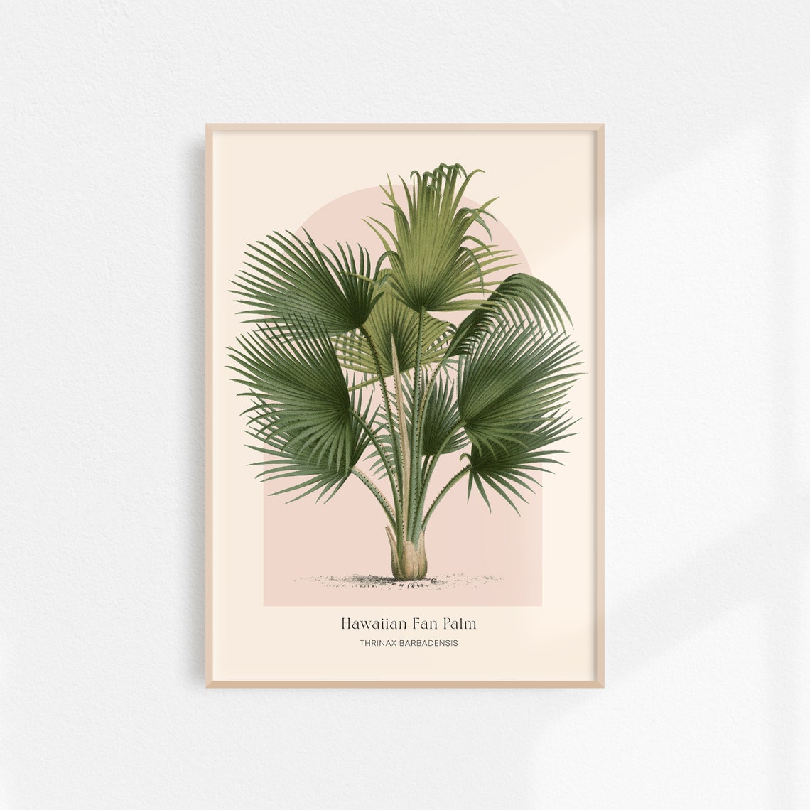 Hawaiian Fan Palm Thrinax Botanical Vintage Tropical Art Poster