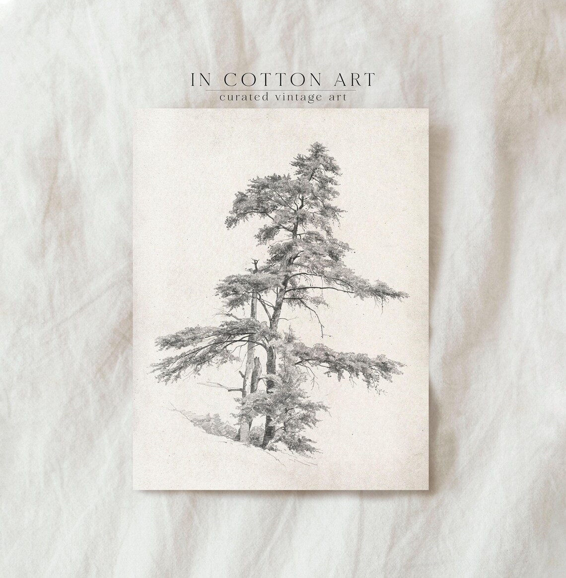 Rustic Pine Tree Drawing, Vintage Nature Sketch