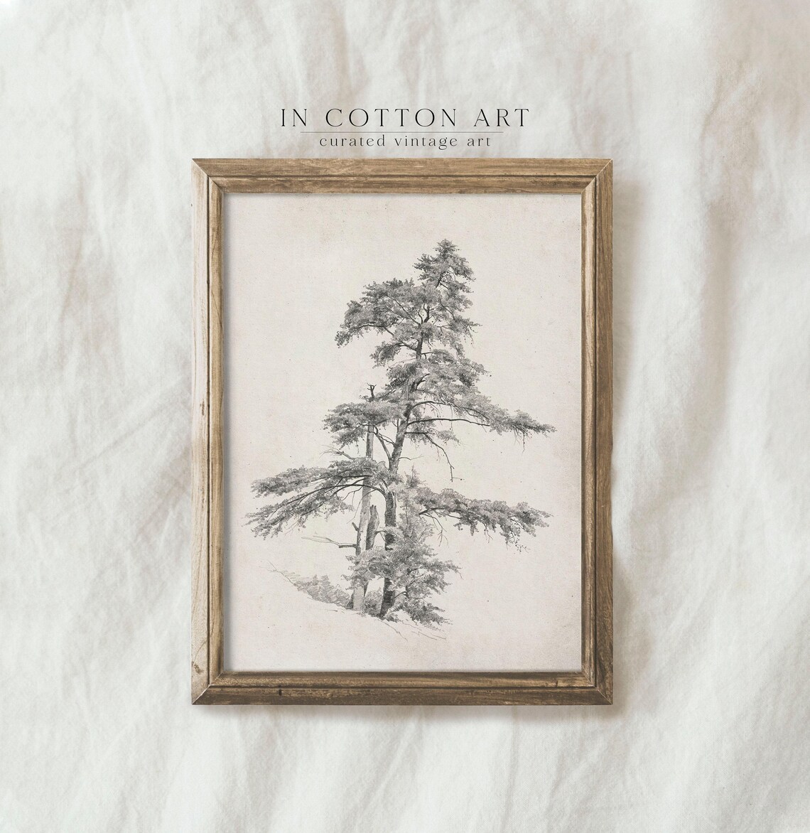 Rustic Pine Tree Drawing, Vintage Nature Sketch - Image 4