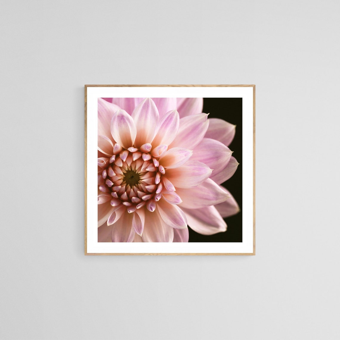 Dahlia Macro Flower Photograph, Botanical Art Print