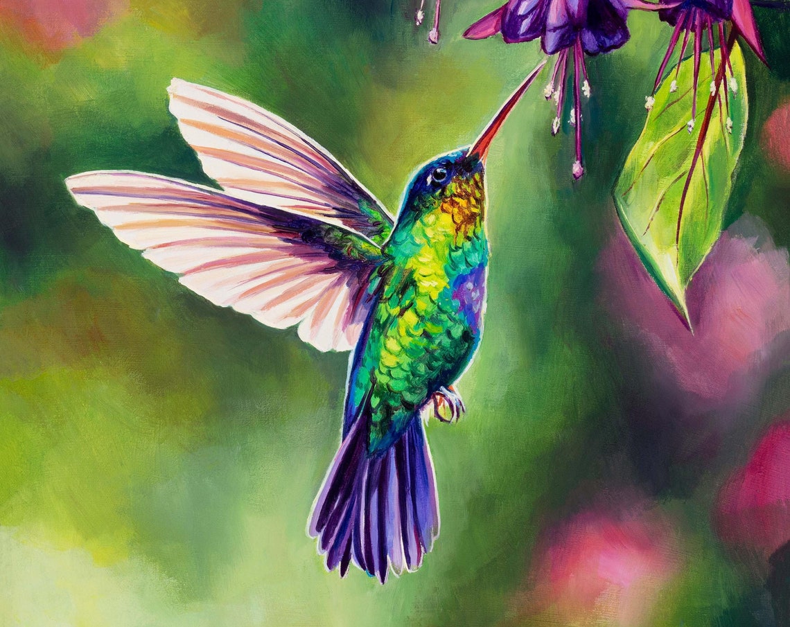 Close Up Of Hummingbird Sipping Nectar From Fuchsia Blooms Art Poster