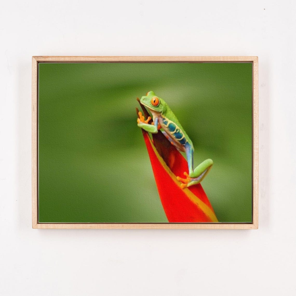 Red Eyed Tree Frog Resting On A Bright Tropical Red Flower Poster - Image 4