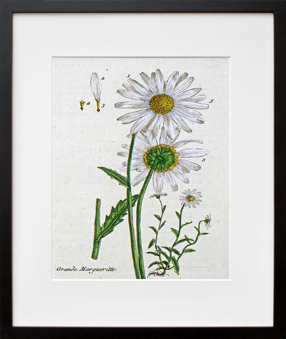 Vintage Daisy Botanical Flowers Art Print