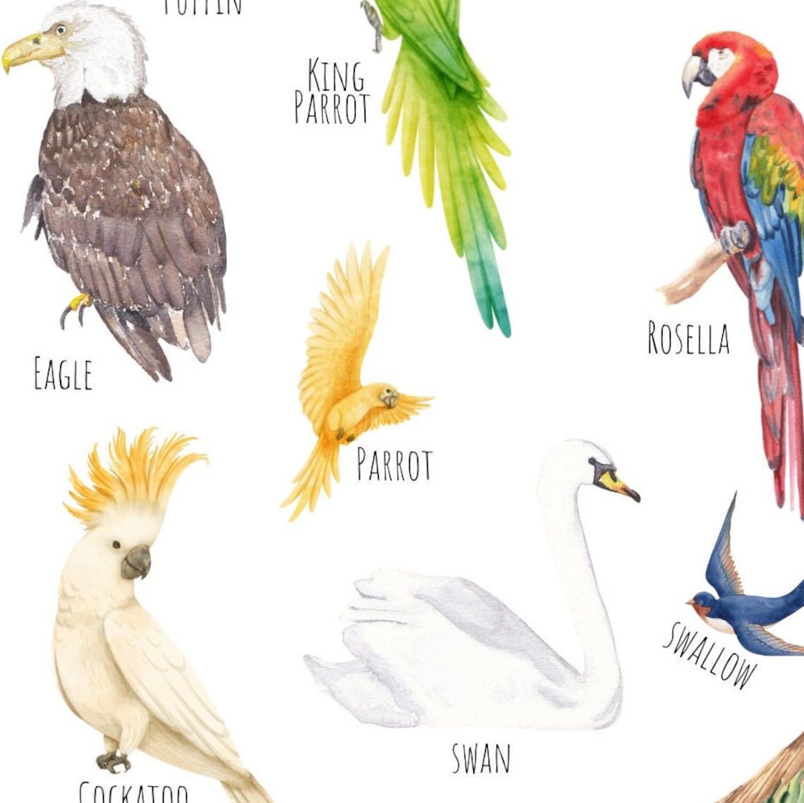 Birds Of The World Poster, Animal Wildlife Art Print - Image 2