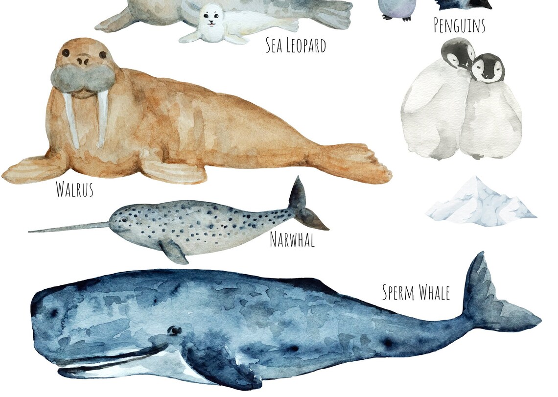 Antarctic Animals Travel Poster, Wildlife Study - Image 4