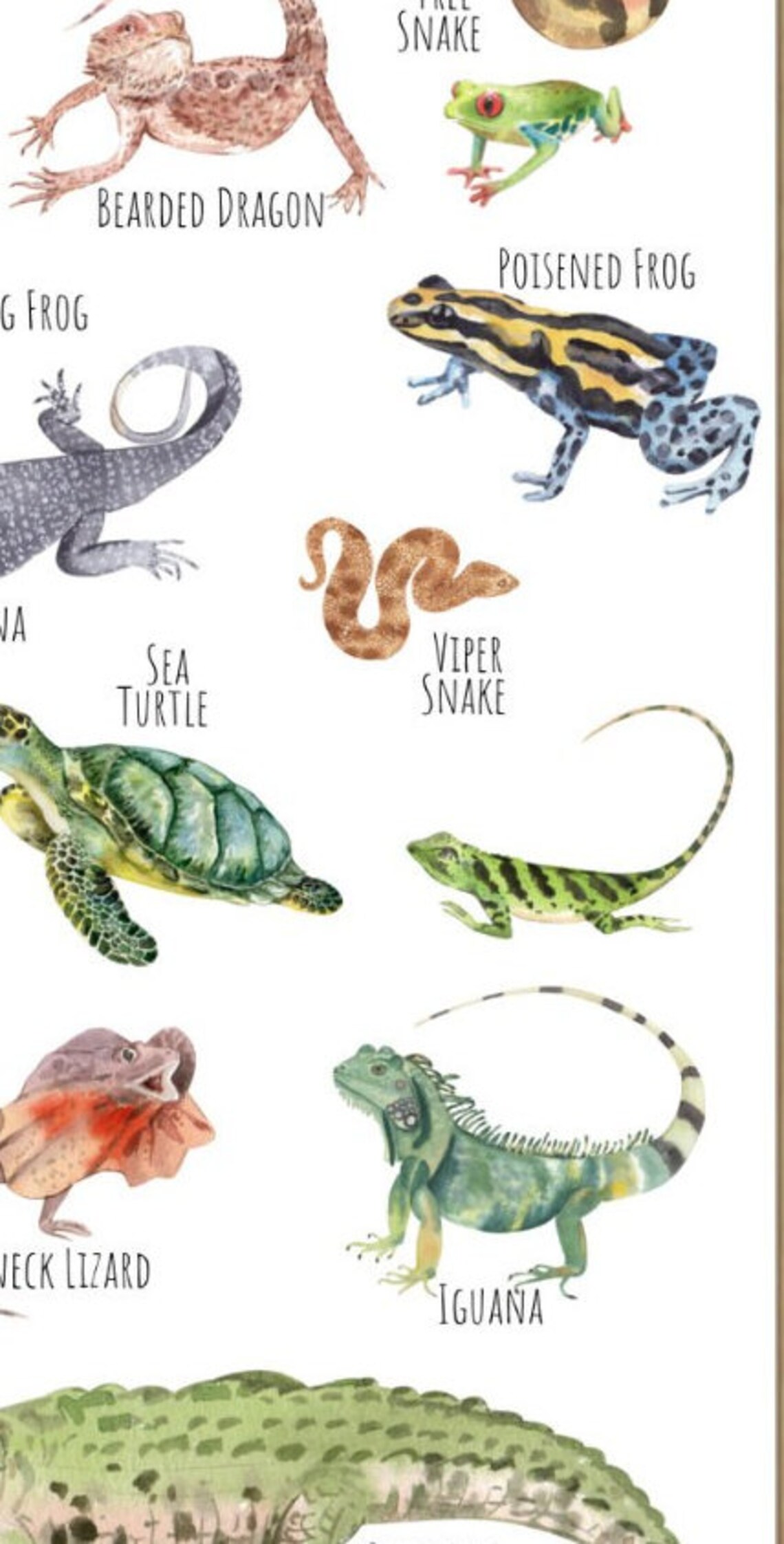 Reptiles Poster, Unique Reptile Art Print - Image 2