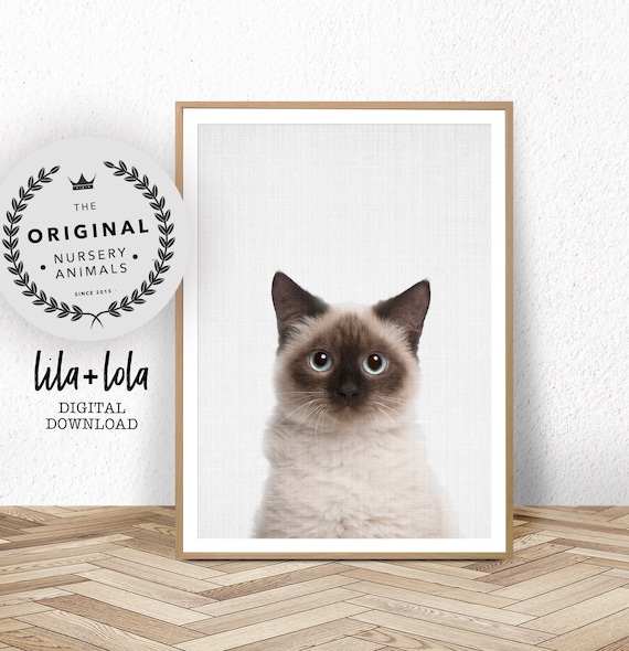 Birman Cat Print Lover Gift Baby Animal Prints Large Poster Nursery Photo Wall Art Cute Funny