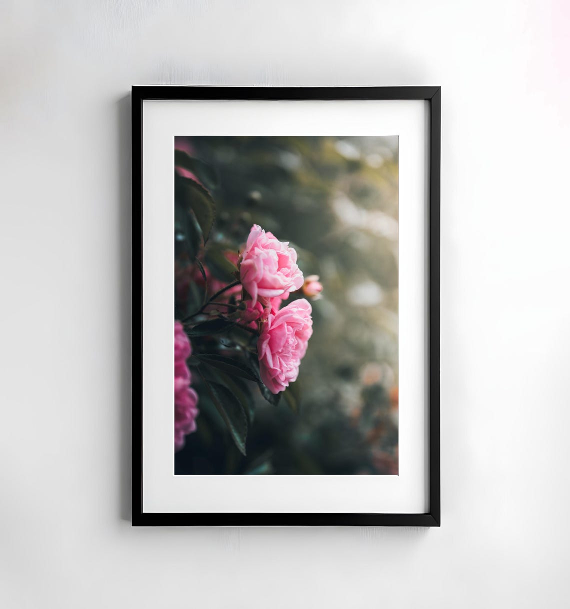 Soft Pink Garden Roses Blooming on a Leafy Branch Macro Nature Poster