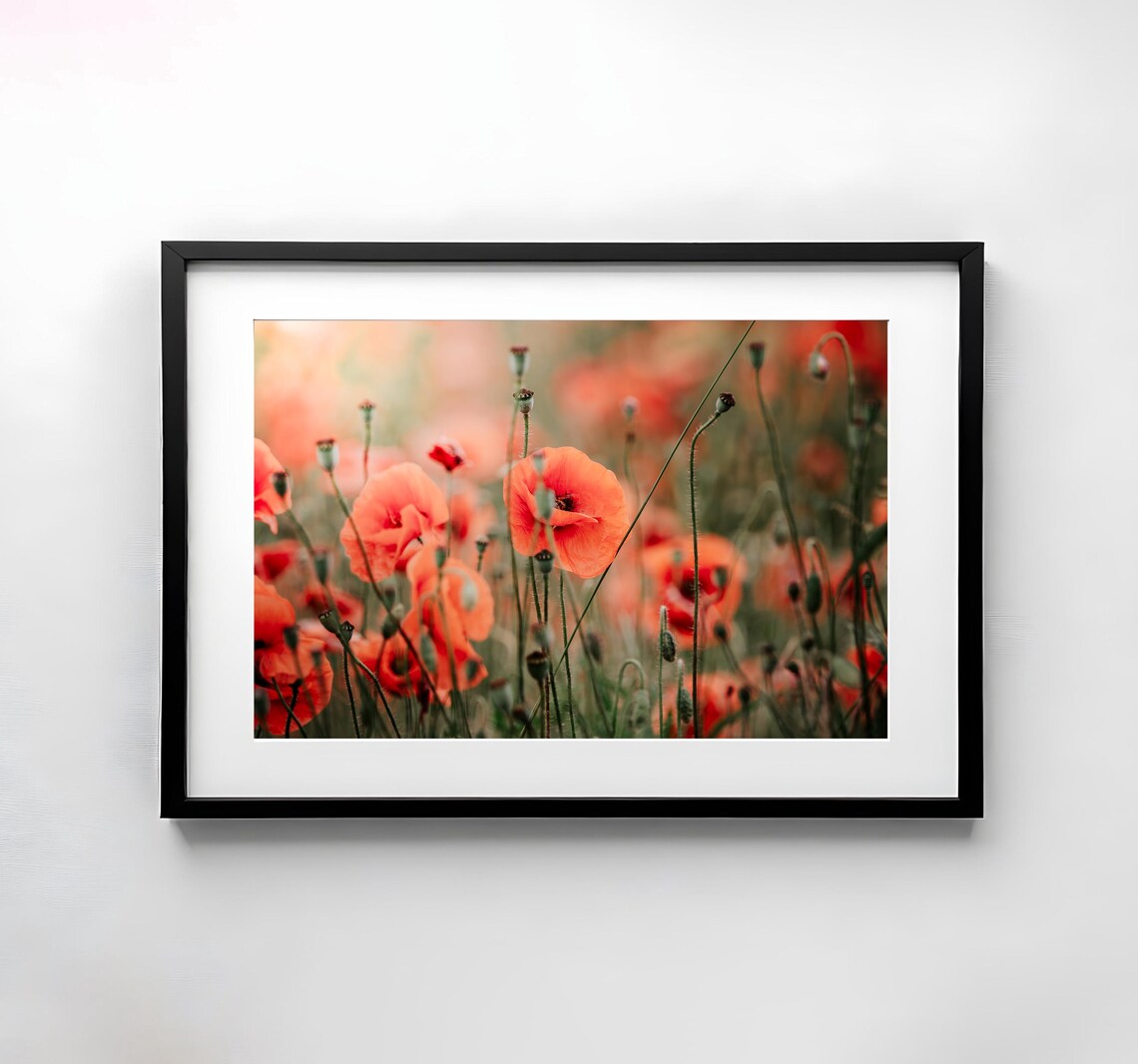 Red Poppies Swaying in a Sunlit Summer Meadow Wildflowers Poster