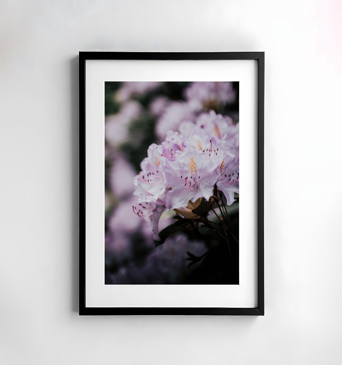 Pale Lavender Rhododendron Flower Blossoms Macro Photo Poster