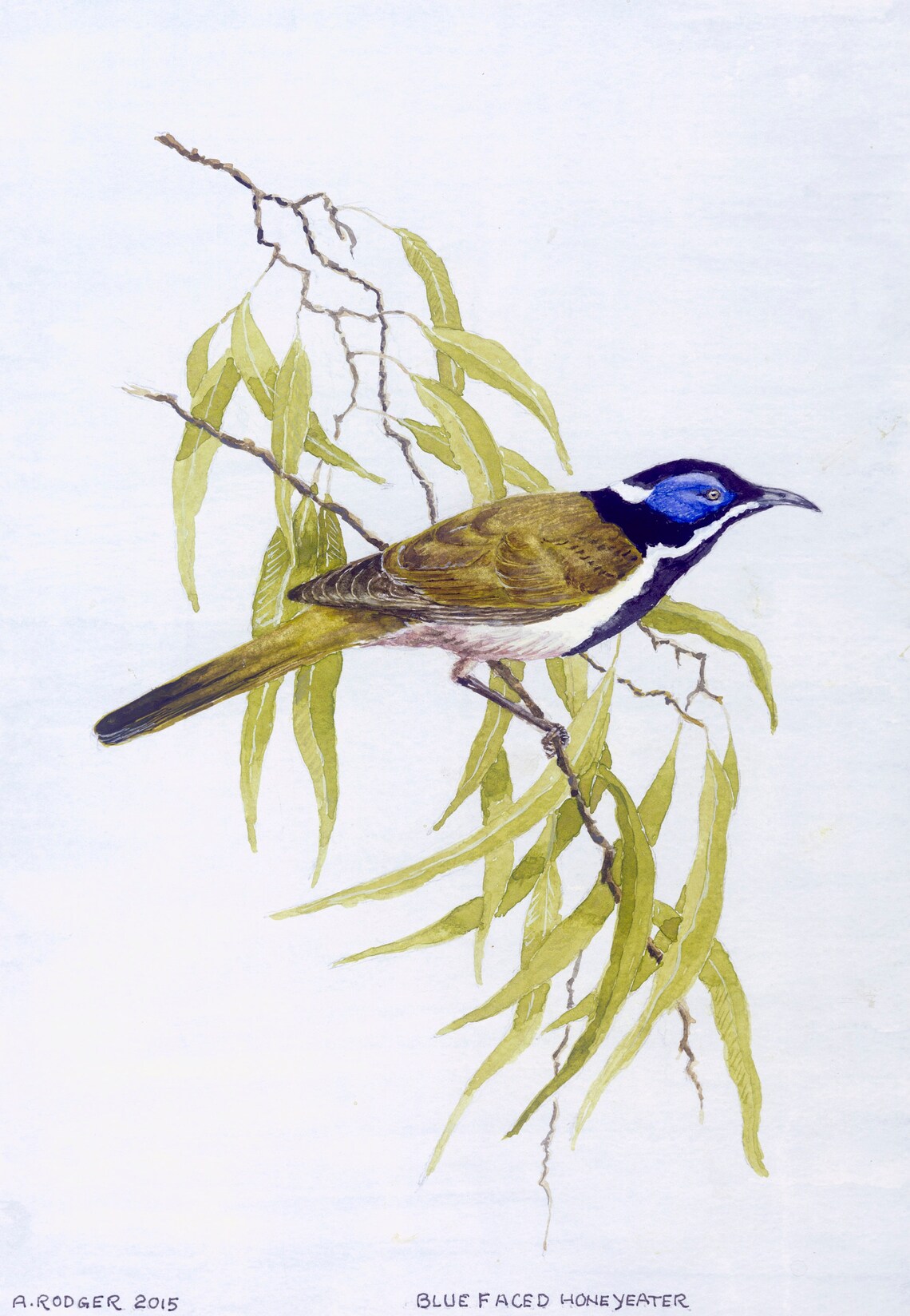 Blue-Faced Honeyeater Watercolor Art Print, Boho