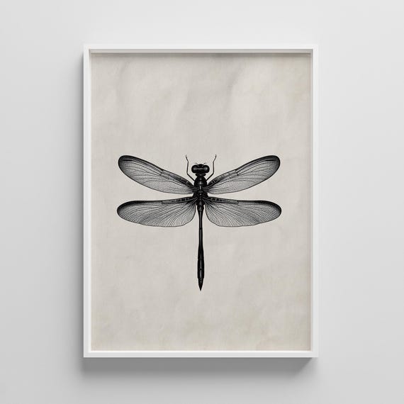 Vintage Dragonfly Print Black And White Insect Illustration