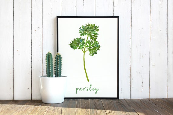 Parsley Herb Kitchen Decor Watercolor Print Food Wall Art Herbal Home Gift For Her