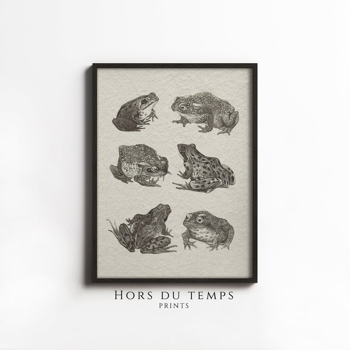 Six Frogs and Toads Vintage Natural History Illustration Art Poster