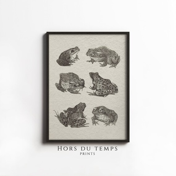 Six Frogs and Toads Vintage Natural History Illustration Art Poster