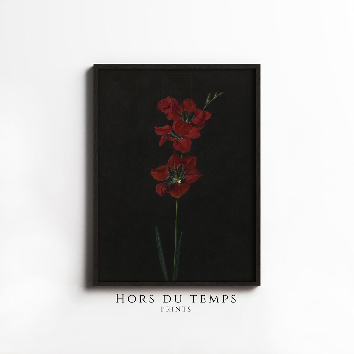 Red Gladiola Flower Stem Dark Black Background Minimalist Wall Art