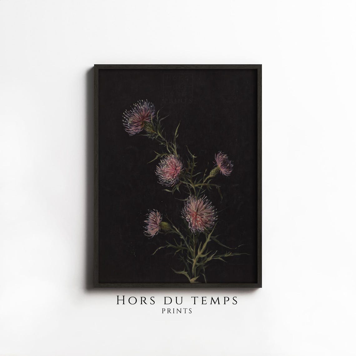 Pink Thistle Wildflowers Black Background Vintage Botanical Wall Art