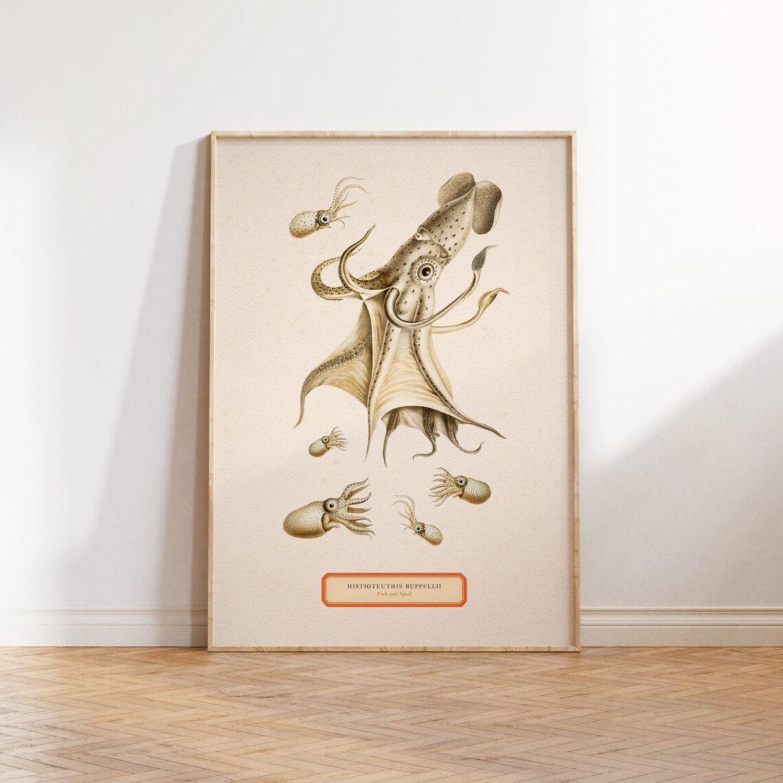 Cock Eyed Squid Illustration Poster, Vintage Print