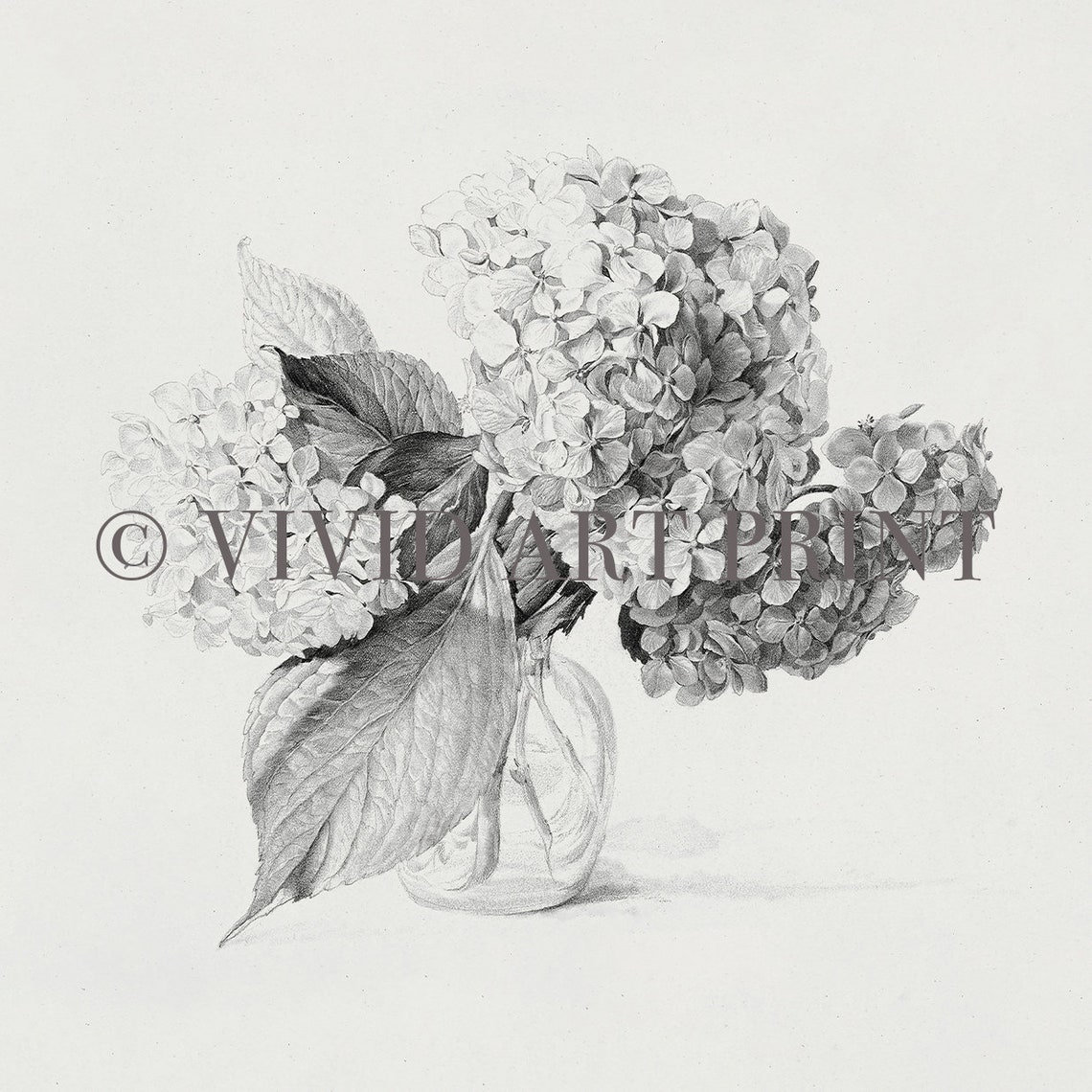 Antique Hydrangea Sketch, Vintage Kitchen Art Print - Image 4