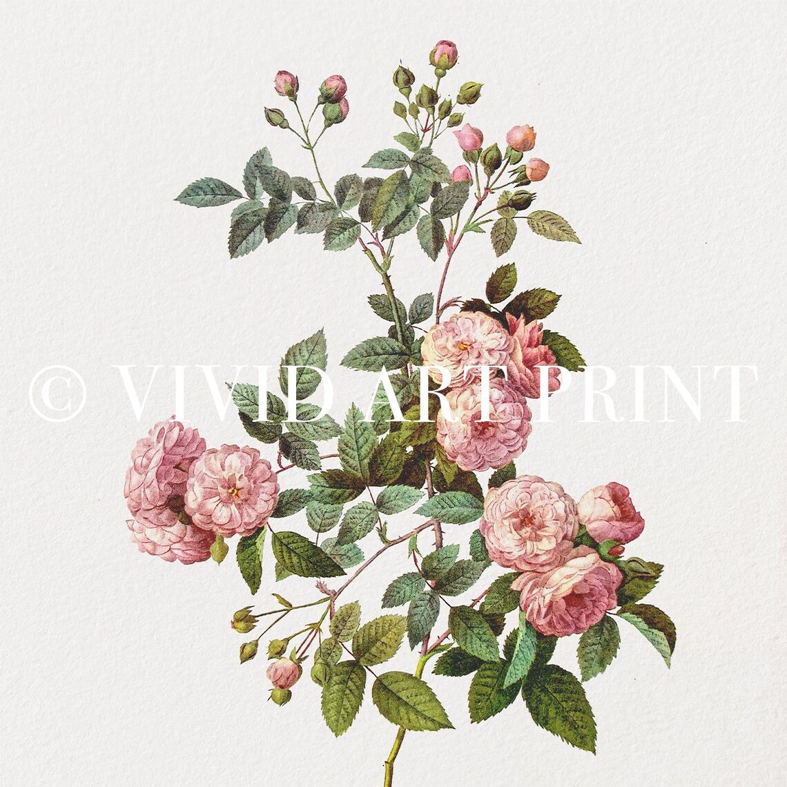 Vintage Botanical Rose Antique Illustration - Image 4