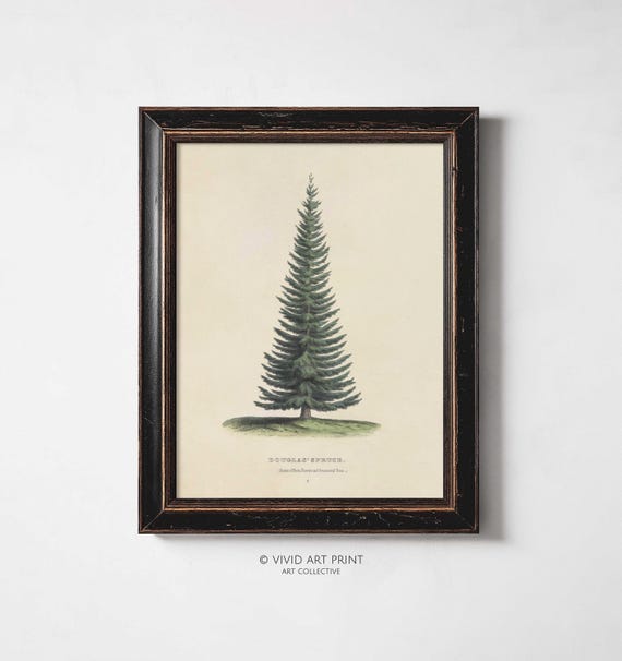 Vintage Douglas Spruce Wall Art Rustic Evergreen Tree Illustration Home Decor Vivid Art Print Gl 136