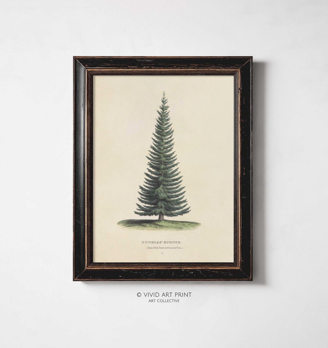 Vintage Douglas Spruce Wall Art Rustic Evergreen Tree Illustration Home Decor Vivid Art Print Gl 136