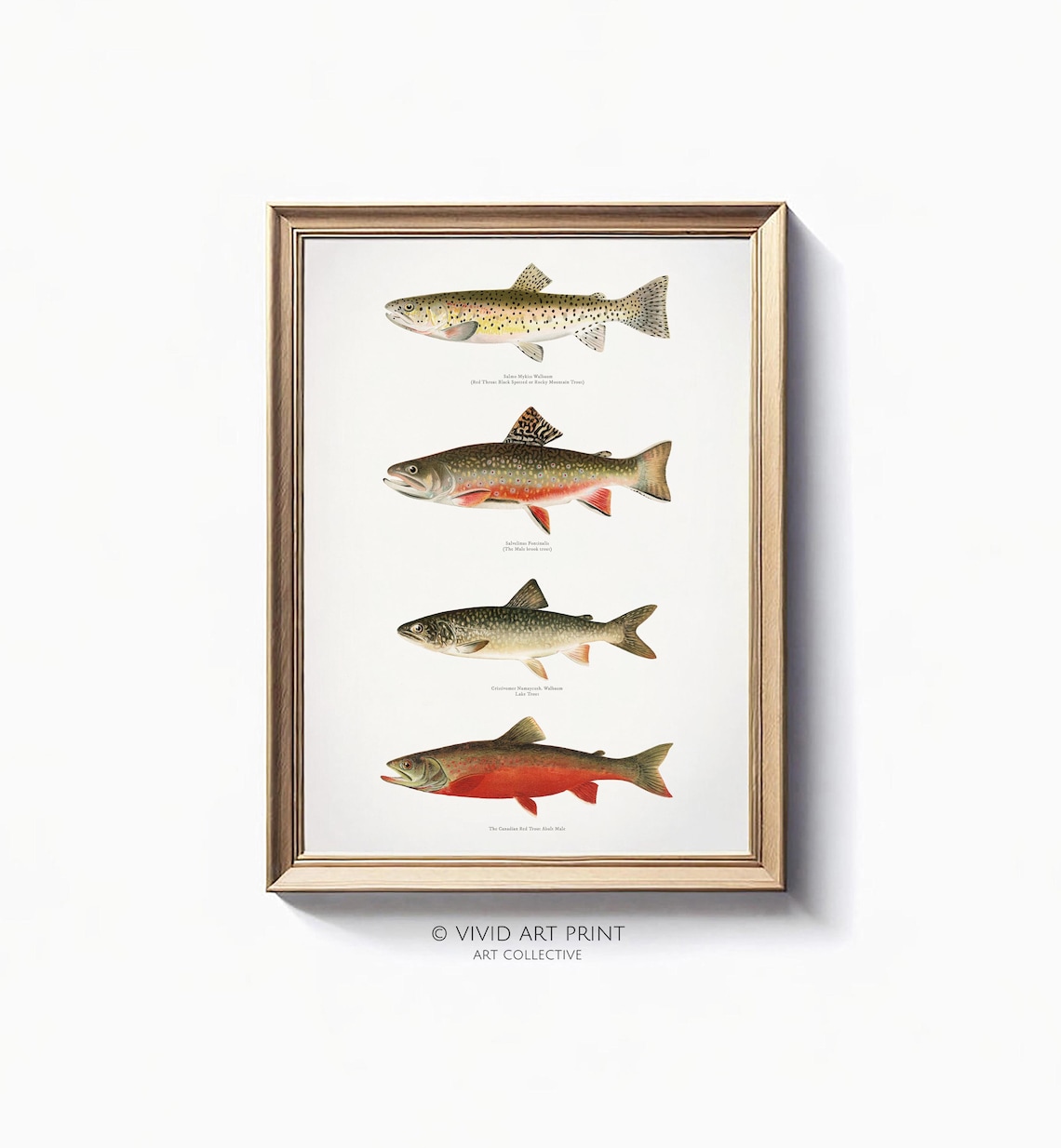 Vintage Trout Fish Collection, Species Illustration