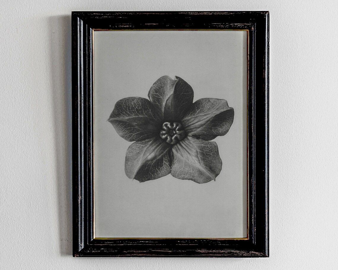 Black and White Botanical Flower Blossom Fine Art Photography Poster