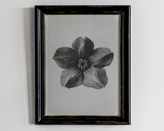 Dark Academia Decor Dried Botanical Art Alter Print Eclectic Wall Vintage