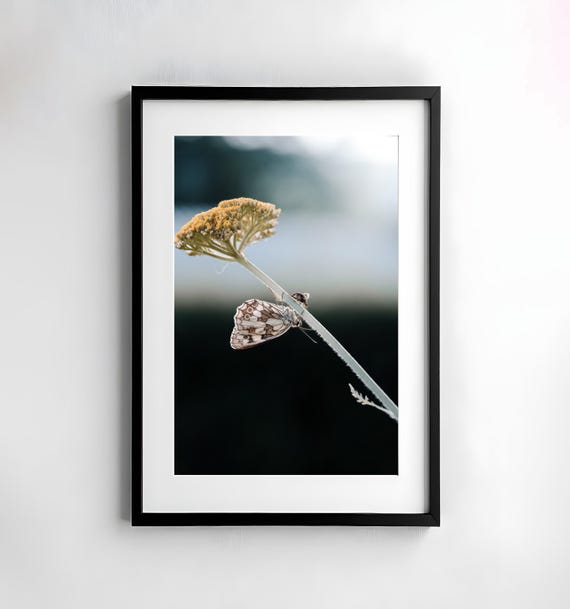 Butterfly Photography Nature Wall Art Poster Fine Art Print Macro Nature Photography Decor Art Wall Design Insects