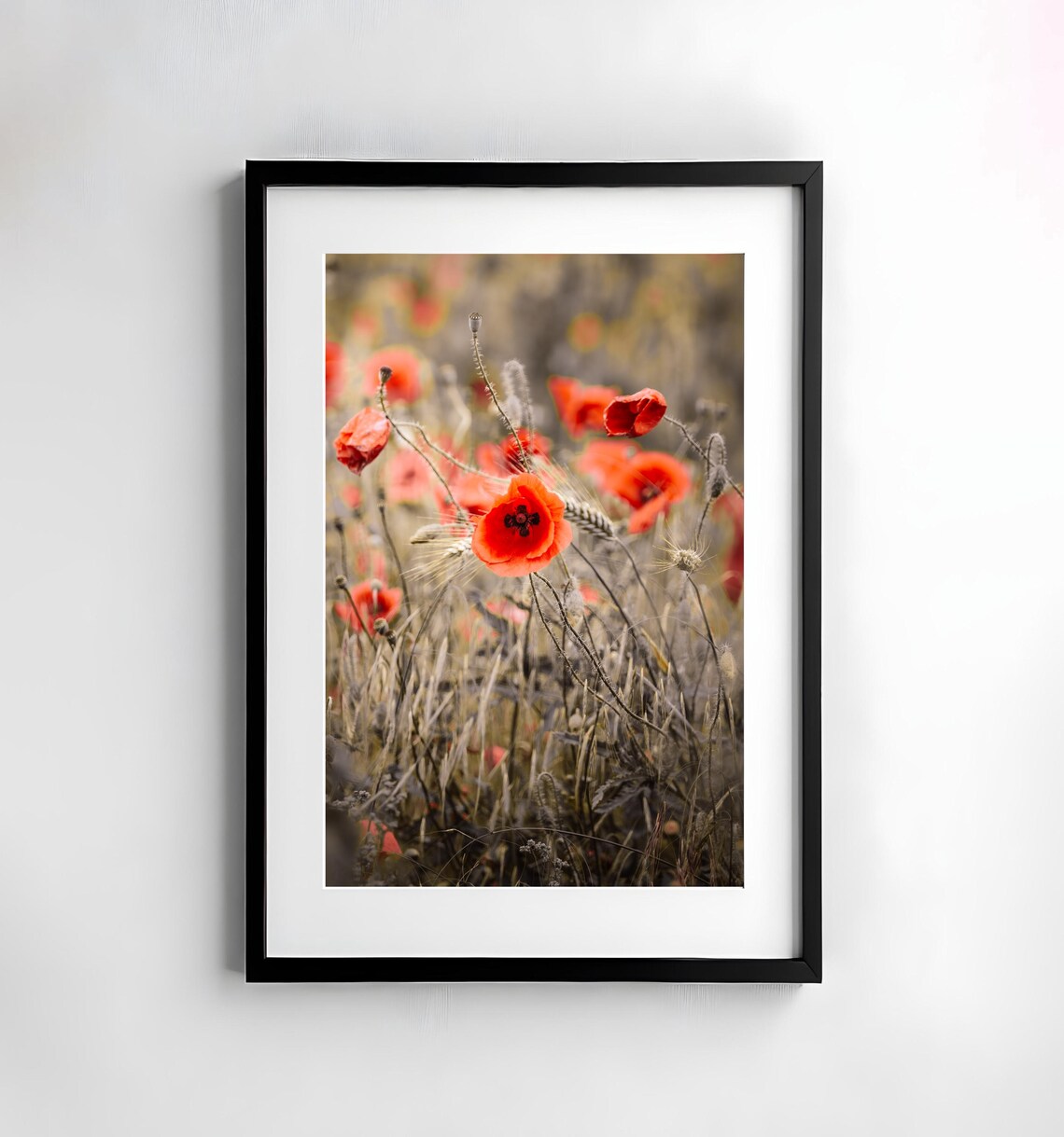 Red Poppies Blooming Across a Golden Summer Meadow Field Poster