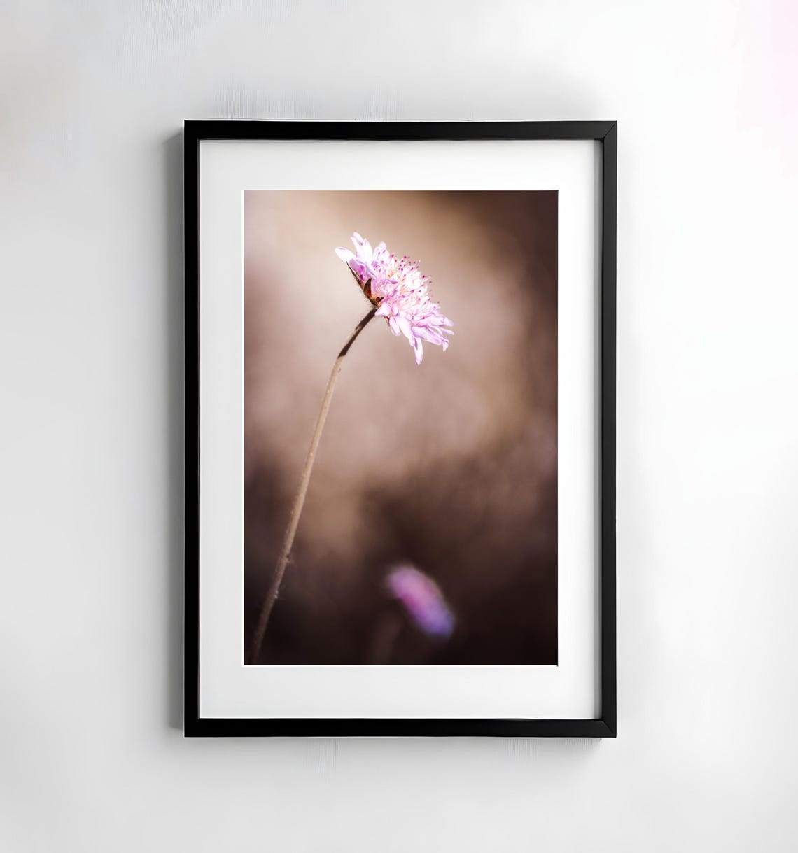 Single Pink Scabiosa Bloom Swaying on a Slender Stem Floral Poster