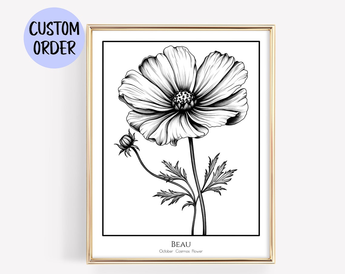 October Cosmos Flower Black And White Botanical Line Art Poster