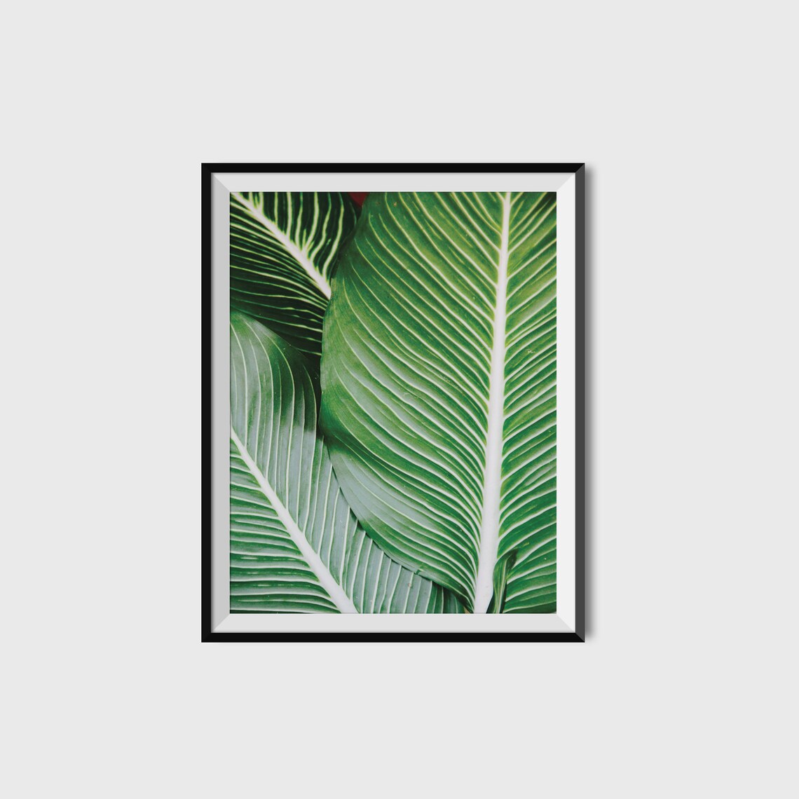 Green Banana Leaves Close Up Tropical Leaf Photography Poster Art
