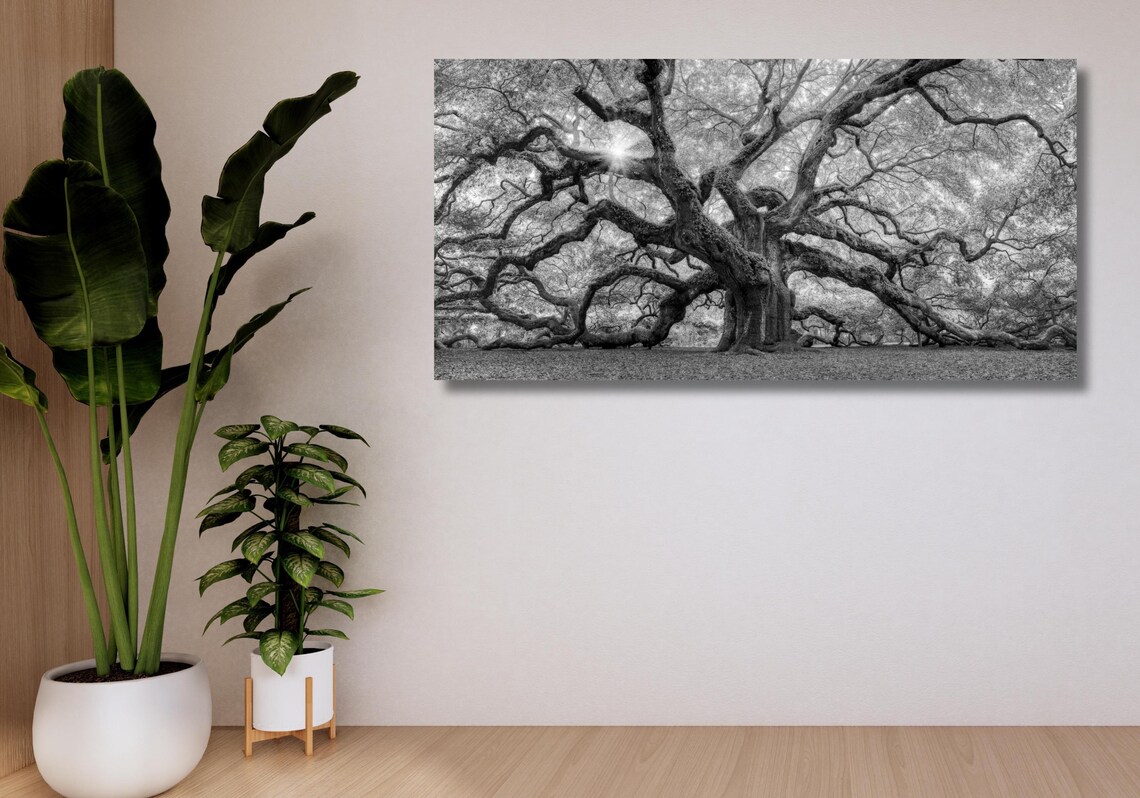 Old Angel Oak Tree, South Carolina Art Print - Image 2