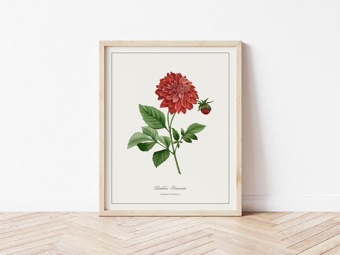 Garden Dahlia Botanical Illustration, Minimalist Art Print