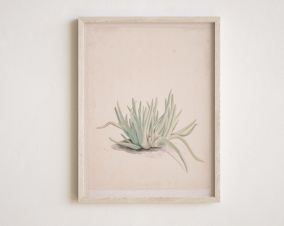 Antique Aloe Botanical Sketch Warm Neutral Minimalist Art Poster - Image 2