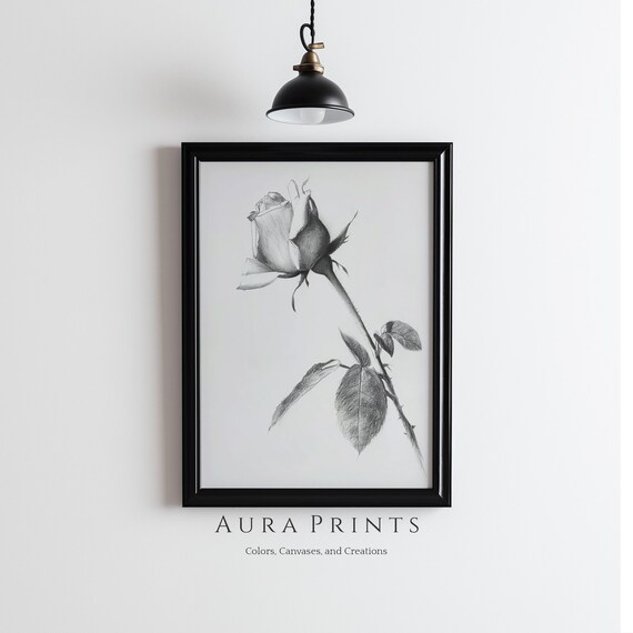 Blooming Rose Pencil Sketch Black and White Botanical Drawing Poster