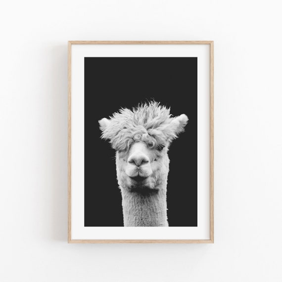 Llama Animal Print, Modern Minimalist Poster