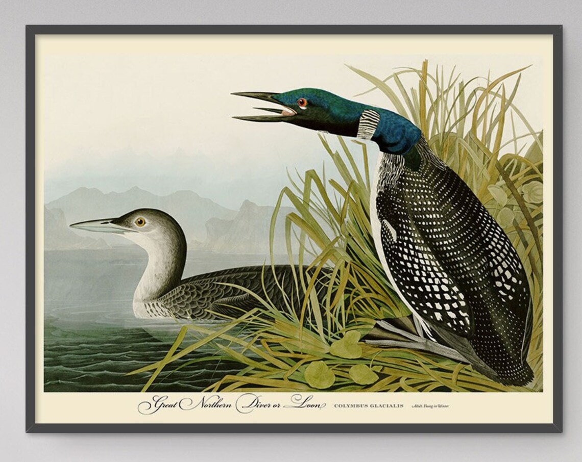 Great Northern Diver Loon Audubon Vintage Bird Gallery Wall Poster - Image 3