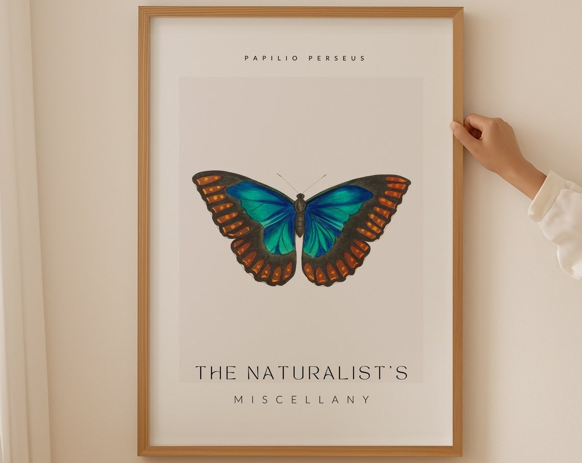 Papilio Perseus Blue Butterfly Vintage Natural History Wall Art