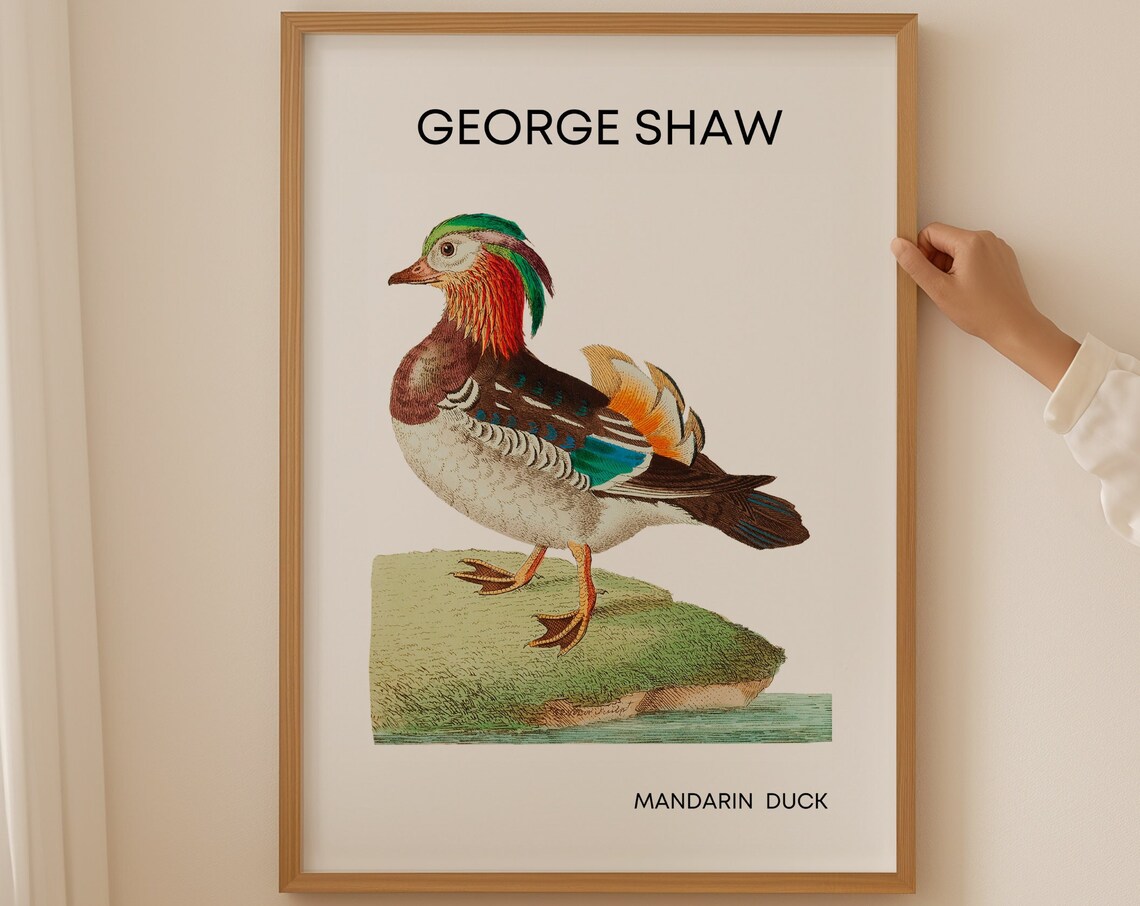 George Shaw Mandarin Duck Vintage Bird Illustration Art Poster
