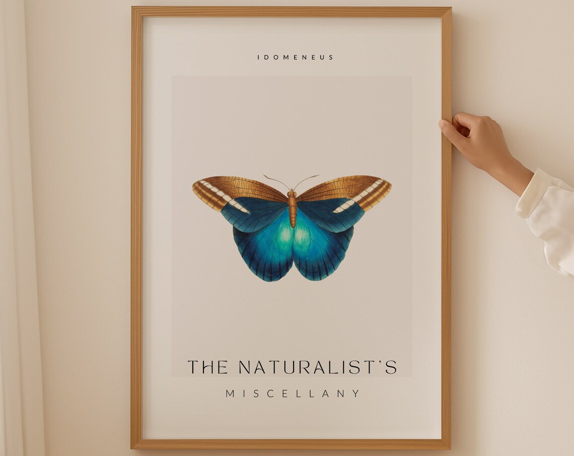 Naturalist Miscellany Butterfly Art Print
