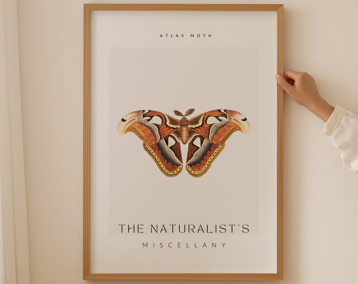 The Naturalist Miscellany Atlas Moth Vintage Poster