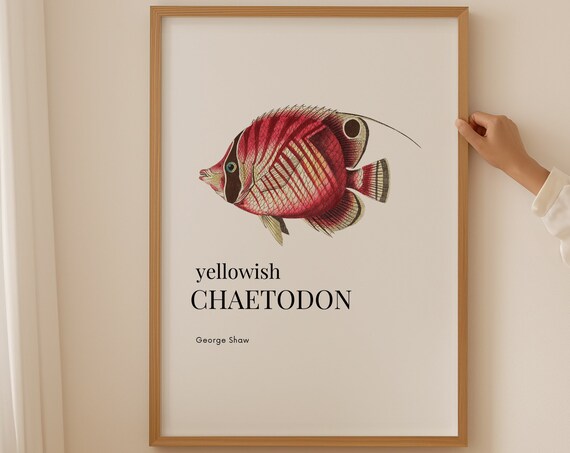 Chaetodon Fish Poster Coastal Wall Art Gallery Wall Prints Beach House Decor Housewarming Gift Fish Art Vintage Decor