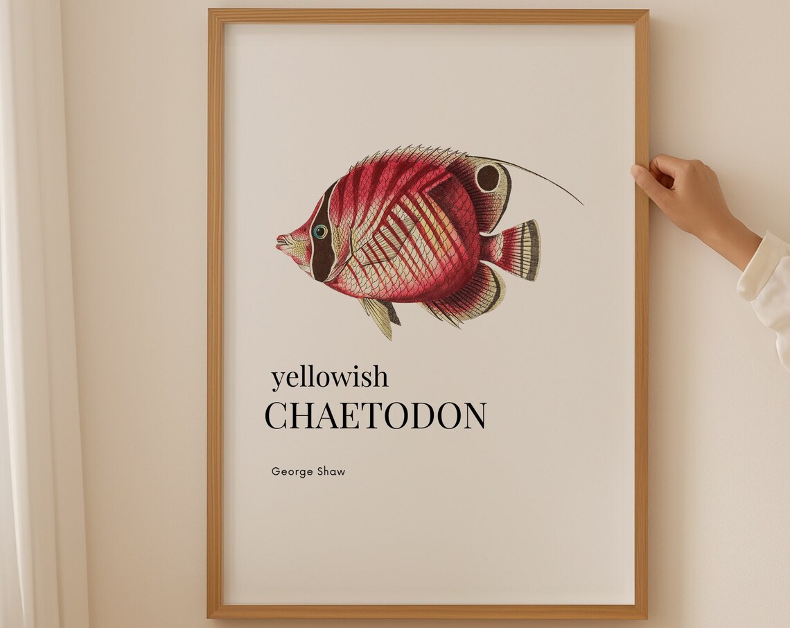 Yellowish Chaetodon Red Fish George Shaw Vintage Marine Life Print
