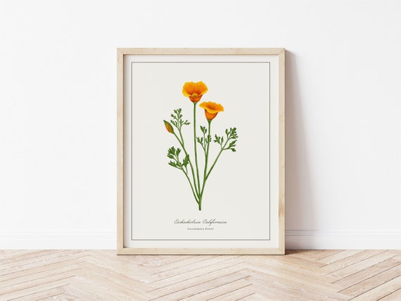 Poppy Botanical Illustration, Minimalist Art Print