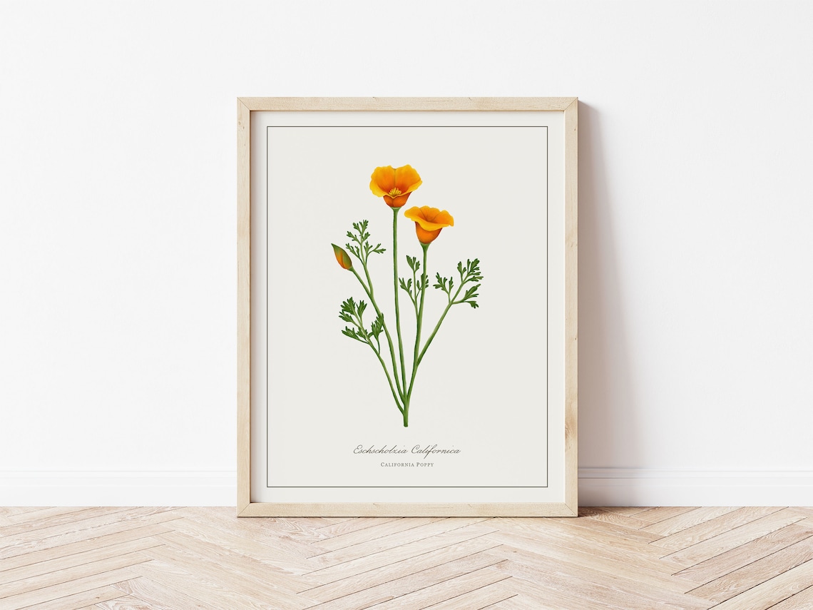 Poppy Botanical Illustration, Minimalist Art Print