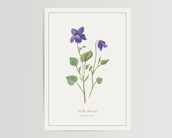 English Violet Watercolor Art Print, Floral Home Decor